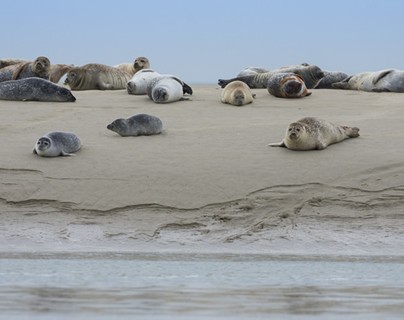 Bahía de Somme - focas