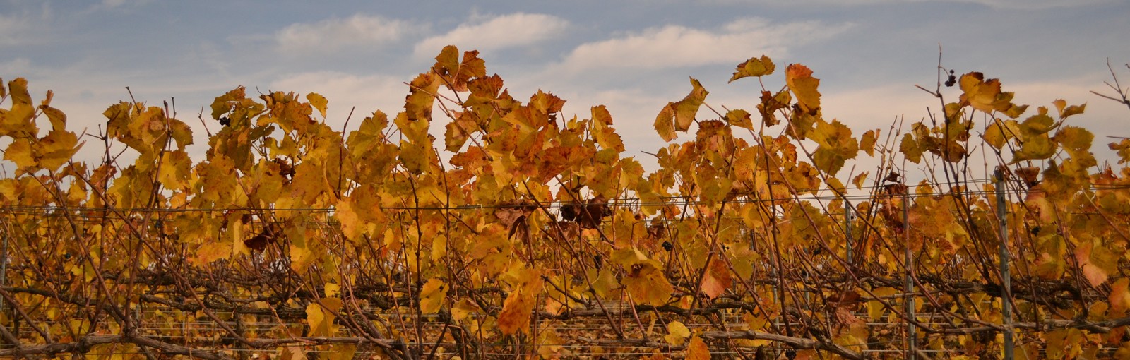 Tours Champagne - Burgundy - Berry - Multi-régional - Circuitos desde Paris