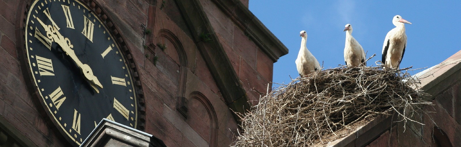 ALSACE - TOURS REGIONALES