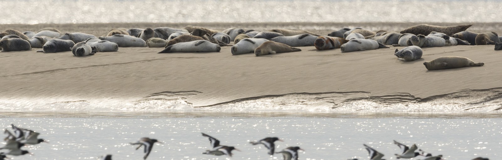 Bahía de Somme - focas