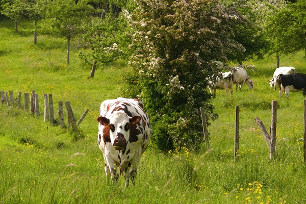 Playas del desembarco - Caen - Omaha - Honfleur - Beuvron - Blangy - Lisieux