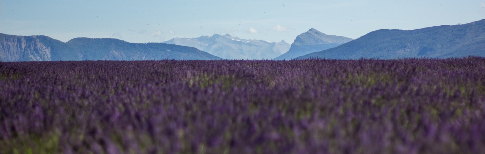 Provenza - TOURS REGIONALES