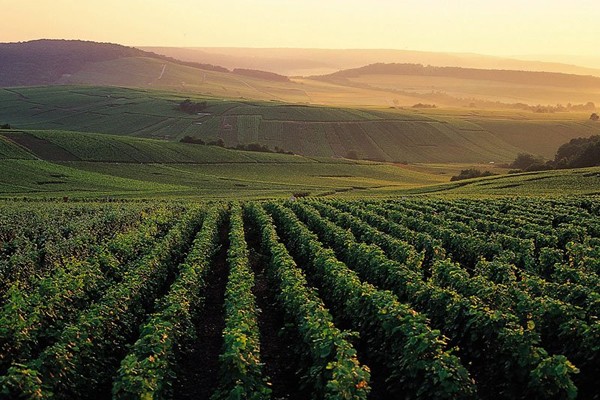 Champagne - Borgoña - Multi-régional - Circuitos desde Paris