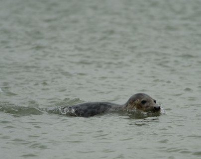 Bahía de Somme - focas