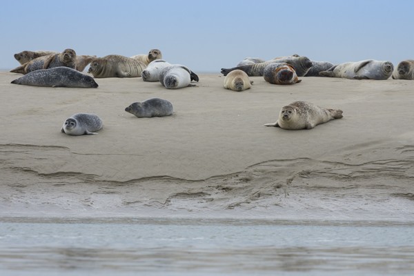Bahía del Somme - focas - Crotoy - Hourdel