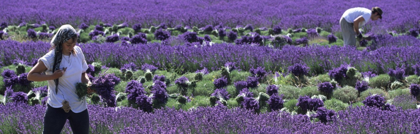 Tours Provence - Días completos - Excursiones desde París